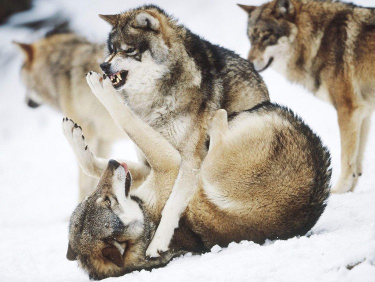 1.Angry-Wolves-hd-animal-desktop-wallpaper