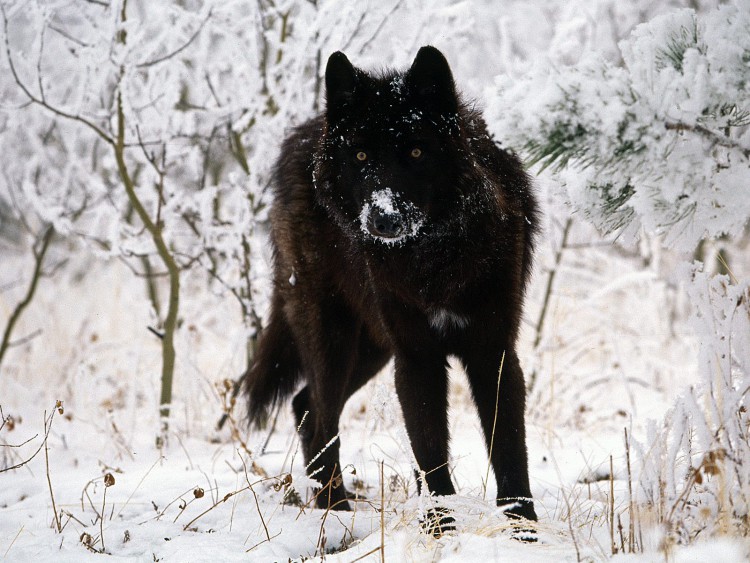 black-wolf-in-snow-beautiful-eyes-kewl