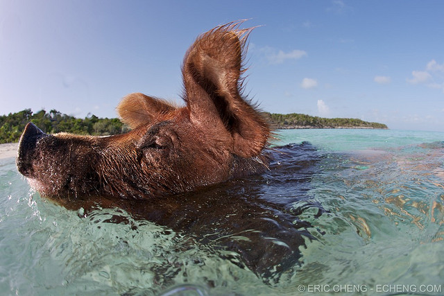pigs-beach-bahamas-exuma-swimming-pigs-15