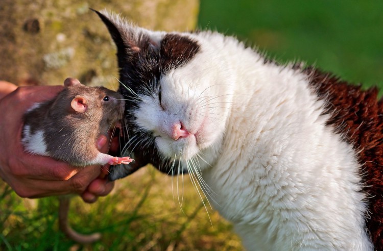 the-kitty-and-rat-1045708-2560x1680