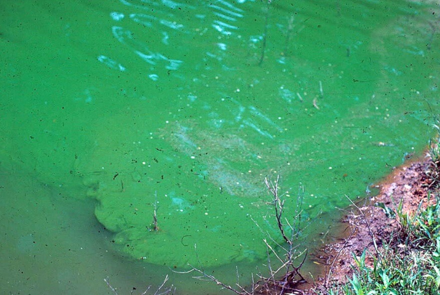 Зеленые воды последствия. Цианобактерии сине-зеленые водоросли. Цианобактерии в море. Цианобактерии эвтрофикация. Синезеленые водоросли ядовитые.