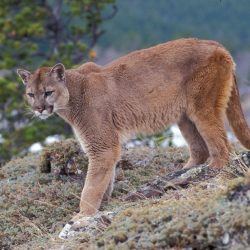A hiker has died after being attacked by a mountain lion in the Colorado mountains, the first such incident in 25 years
