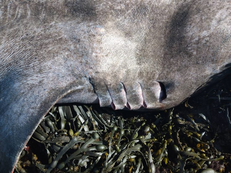 Гренландская полярная акула (Somniosus microcephalus)