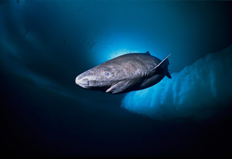 Гренландская полярная акула (Somniosus microcephalus)